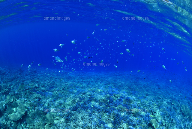 西表島の海
(c)SHIGEYUKI UENISHI/SEBUN PHOTO