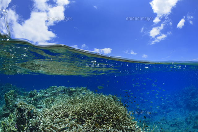 西表島の海
(c)SHIGEYUKI UENISHI/SEBUN PHOTO
