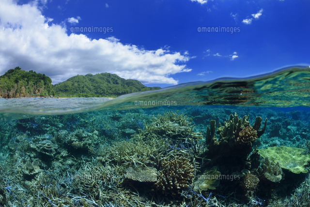 西表島の海
(c)SHIGEYUKI UENISHI/SEBUN PHOTO