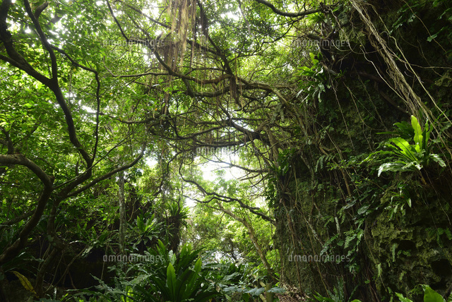 伊良部島の森
(c)SHIGEYUKI UENISHI/SEBUN PHOTO