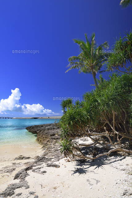 ココヤシのある海岸
(c)SHIGEYUKI UENISHI/SEBUN PHOTO