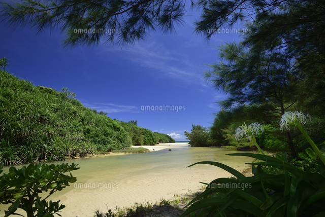 ハマユウ咲く海岸
(c)SHIGEYUKI UENISHI/SEBUN PHOTO