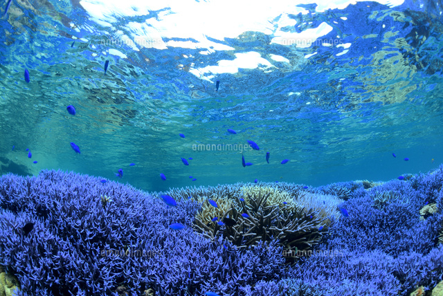 珊瑚礁と熱帯魚
(c)SHIGEYUKI UENISHI/SEBUN PHOTO