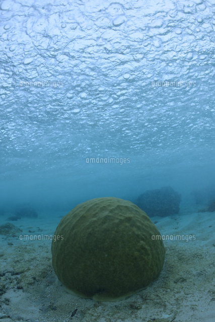 海面の雨の模様と珊瑚礁
(c)SHIGEYUKI UENISHI/SEBUN PHOTO