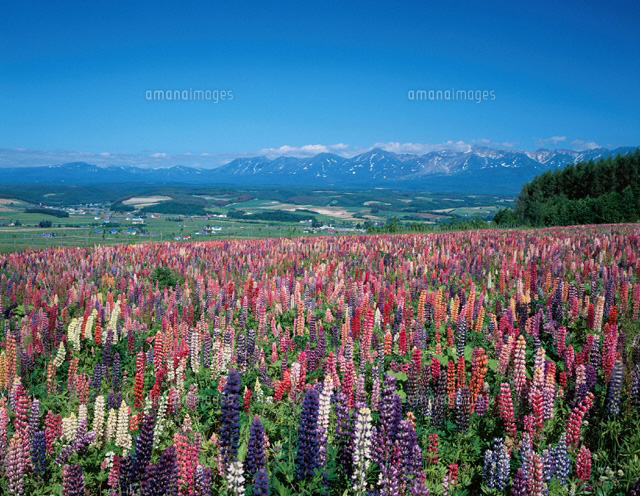 ルピナスと十勝連山 上富良野町 北海道
(c)MASANOBU HIROSE/SEBUN PHOTO
