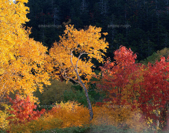 紅葉した森林 大雪高原温泉 北海道
(c)MASANOBU HIROSE/SEBUN PHOTO