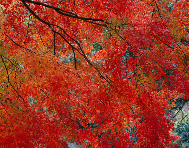 モミジの紅葉(赤) 箕面市 大阪府
(c)MASANOBU HIROSE/SEBUN PHOTO