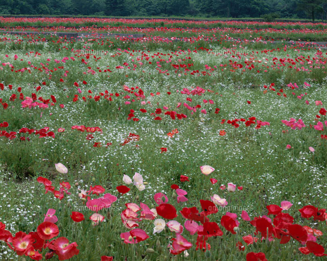 花畑
(c)MASANOBU HIROSE/SEBUN PHOTO