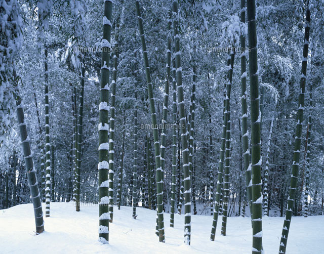 雪の竹林 嵯峨野 京都府
(c)MASANOBU HIROSE/SEBUN PHOTO