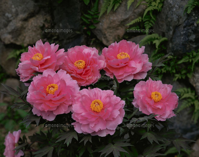牡丹
(c)MASANOBU HIROSE/SEBUN PHOTO
