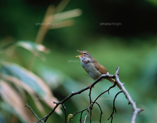 枝に止まる鳴くうぐいす 上高地 長野県
(c)MASANOBU HIROSE/SEBUN PHOTO