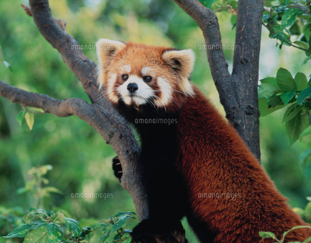 木に登るレッサーパンダ 枚方市 大阪府
(c)MASANOBU HIROSE/SEBUN PHOTO