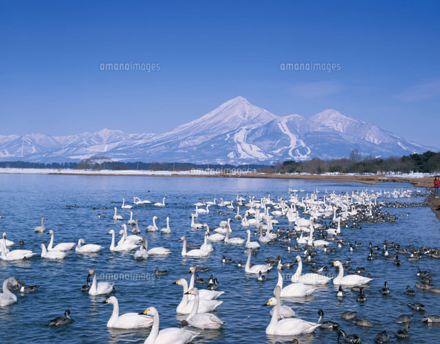 猪苗代湖の白鳥と磐梯山 福島県
(c)MASANOBU HIROSE/SEBUN PHOTO