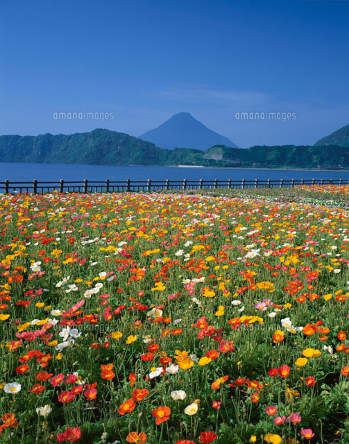 池田湖のアイスランドポピーと開聞岳 指宿市 鹿児島県
(c)MASANOBU HIROSE/SEBUN PHOTO