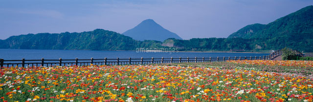 池田湖のアイスランドポピーと開聞岳 指宿市 鹿児島県
(c)MASANOBU HIROSE/SEBUN PHOTO