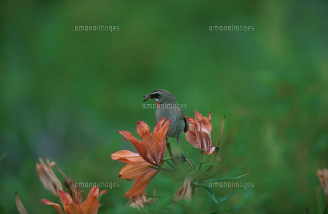 花畑にとまるノゴマ
(c)MASANOBU HIROSE/SEBUN PHOTO