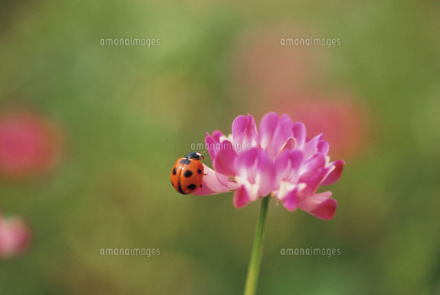 レンゲに止まるテントウムシ 明日香 奈良県
(c)MASANOBU HIROSE/SEBUN PHOTO