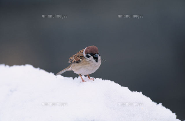 雪の上にとまるスズメ
(c)MASANOBU HIROSE/SEBUN PHOTO