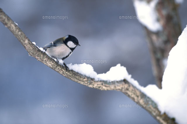 雪の積もった枝にとまるシジュウカラ
(c)MASANOBU HIROSE/SEBUN PHOTO