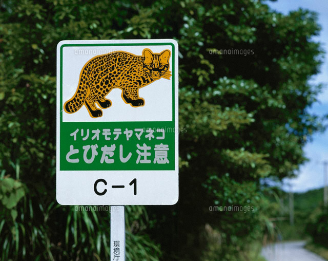 イリオモテヤマネコの標識 西表島 沖縄県
(c)MASANOBU HIROSE/SEBUN PHOTO