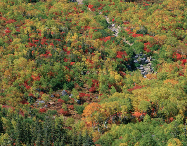 錦秋の山肌 乗鞍岳 長野県
(c)MASANOBU HIROSE/SEBUN PHOTO