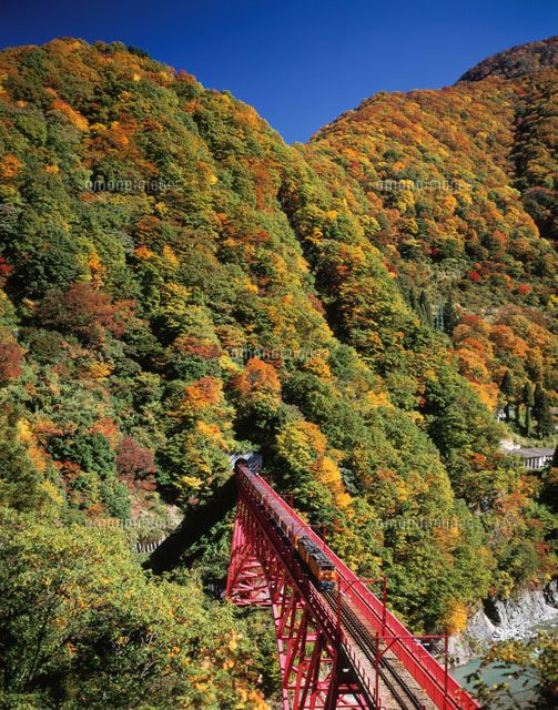 秋の黒部峡谷鉄道と山彦橋
(c)MASANOBU HIROSE/SEBUN PHOTO