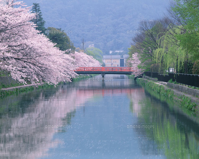 桜 京都府
(c)MASANOBU HIROSE/SEBUN PHOTO