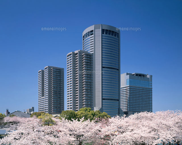 満開の桜の木と高層ビル 大阪府
(c)MASANOBU HIROSE/SEBUN PHOTO