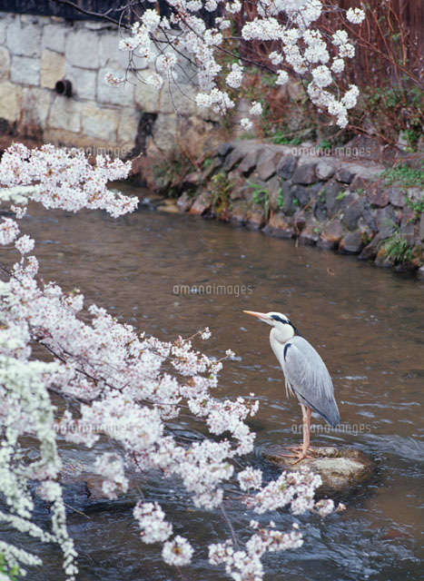 アオサギと川沿いの桜の木
(c)MASANOBU HIROSE/SEBUN PHOTO