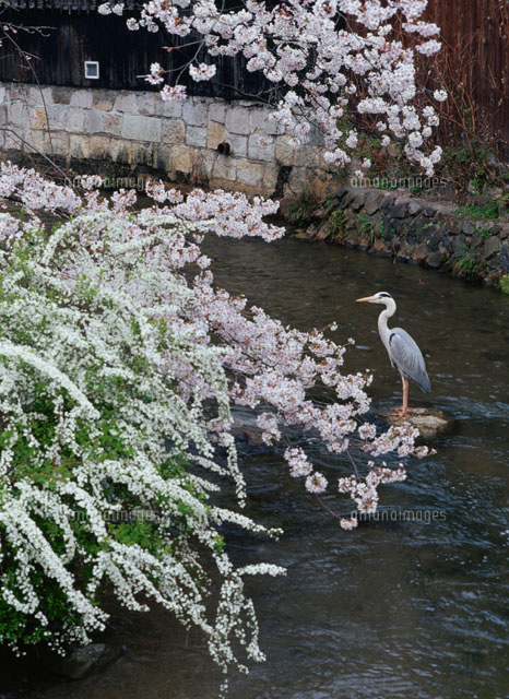 アオサギと川沿いの桜の木
(c)MASANOBU HIROSE/SEBUN PHOTO
