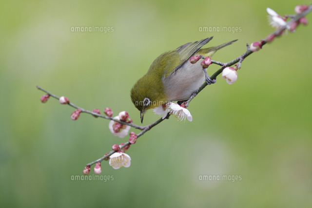 メジロ
(c)MASANOBU HIROSE/SEBUN PHOTO