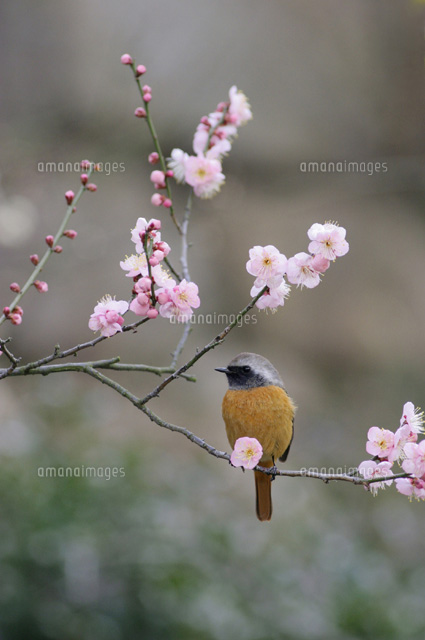 ジョウビタキ
(c)MASANOBU HIROSE/SEBUN PHOTO