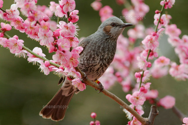 紅梅の枝にとまっているヒヨドリ
(c)MASANOBU HIROSE/SEBUN PHOTO