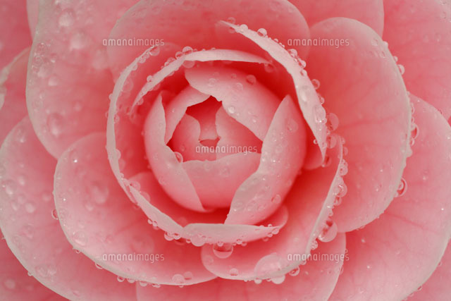 水滴が付いている椿の花
(c)MASANOBU HIROSE/SEBUN PHOTO