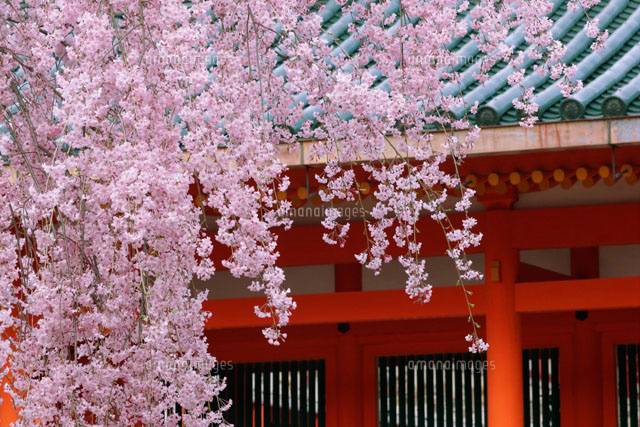 枝垂桜と平安神宮 京都府
(c)MASANOBU HIROSE/SEBUN PHOTO