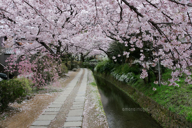 桜と哲学の道 京都府
(c)MASANOBU HIROSE/SEBUN PHOTO