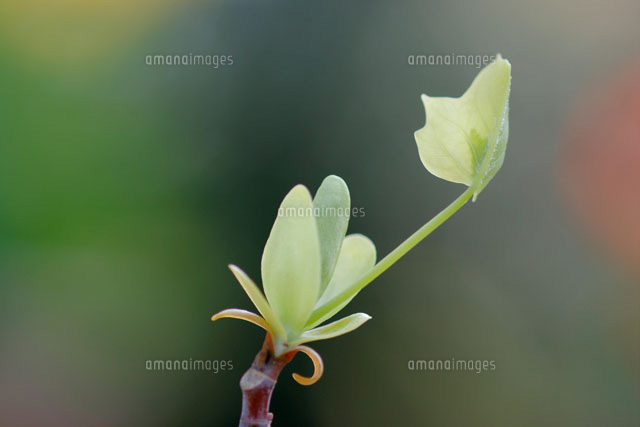 ユリノキの新芽
(c)MASANOBU HIROSE/SEBUN PHOTO