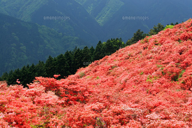 葛城山のつつじ 奈良県
(c)MASANOBU HIROSE/SEBUN PHOTO