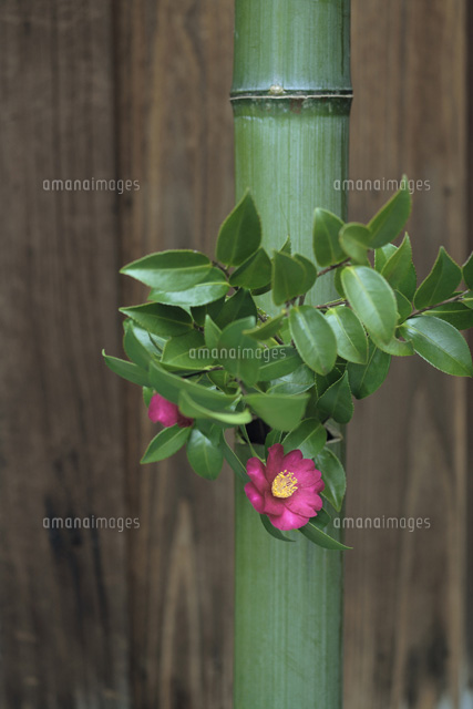 竹の花器に活けた椿
(c)MASANOBU HIROSE/SEBUN PHOTO