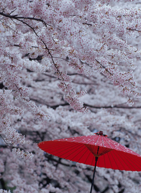 桜と赤い番傘
(c)MASANOBU HIROSE/SEBUN PHOTO