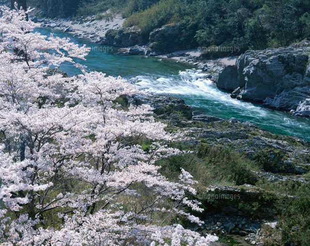 大歩危の桜
(c)MASANOBU HIROSE/SEBUN PHOTO