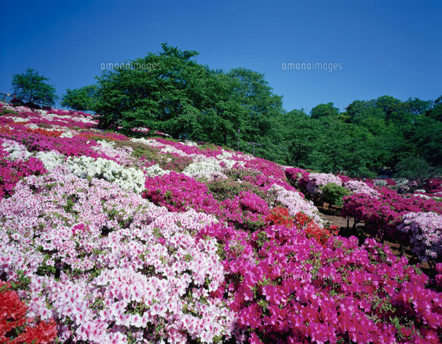 西山公園のつつじ
(c)MASANOBU HIROSE/SEBUN PHOTO