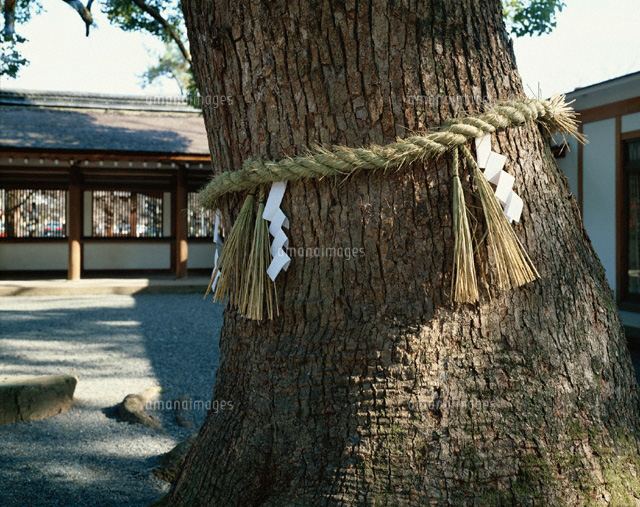 大樹としめ縄 京都
(c)KOICHIRO KITAOKU/SEBUN PHOTO