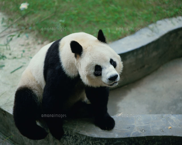 塀に座るパンダ 中国
(c)KOICHIRO KITAOKU/SEBUN PHOTO