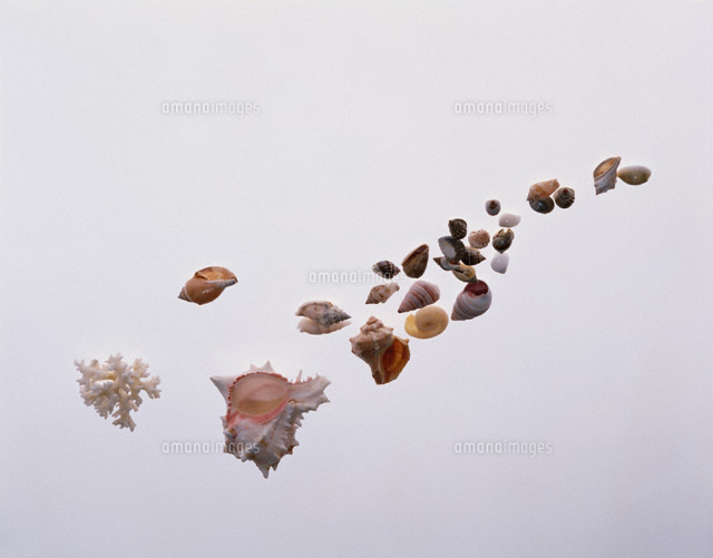 貝殻
(c)KOICHIRO KITAOKU/orion