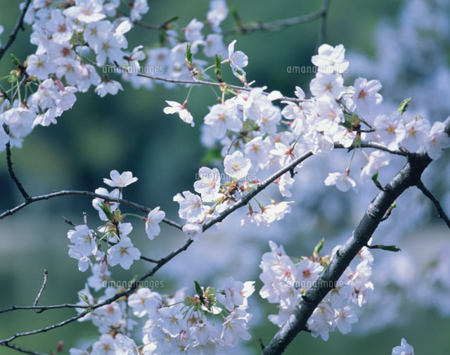 サクラ
(c)KOICHIRO KITAOKU/SEBUN PHOTO