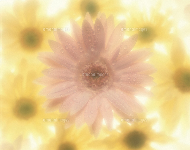 フラワーイメージ
(c)KOICHIRO KITAOKU/orion