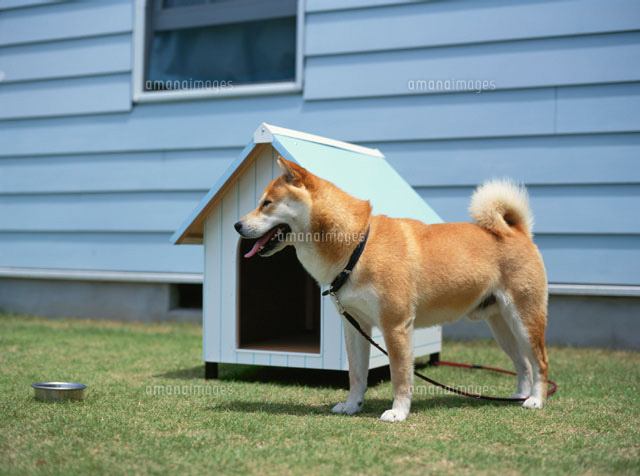 犬小屋の前の柴犬
(c)KOICHIRO KITAOKU/MottoPet