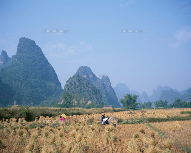畑で収穫作業をする人々 桂林 中国
(c)KOICHIRO KITAOKU/SEBUN PHOTO