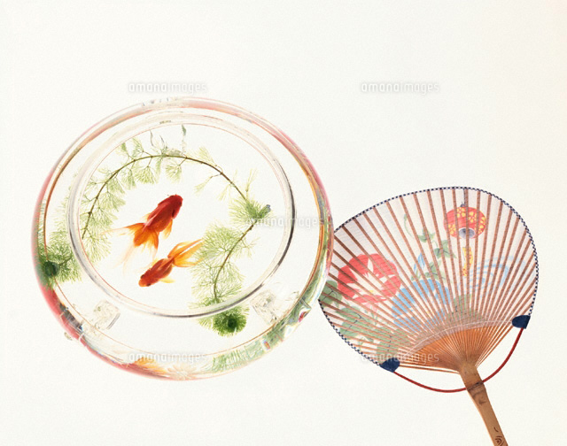 金魚とうちわ
(c)ISAMU ONOUCHI/orion
